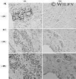 Calreticulin Antibody in Immunohistochemistry (Frozen) (IHC (F))