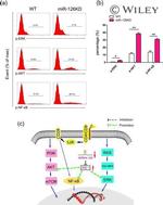 CD4 Antibody in Flow Cytometry (Flow)