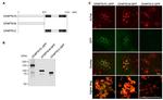 GFP Antibody in Western Blot, Immunocytochemistry (WB, ICC/IF)