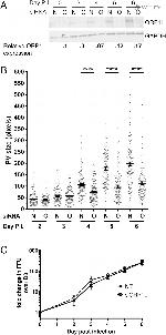 GAPDH Loading Control Antibody in Western Blot (WB)