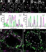 RyR1 Antibody in Immunohistochemistry - Free Floating (IHC (Free))