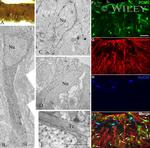 HuC/HuD Antibody in Immunohistochemistry (Frozen) (IHC (F))