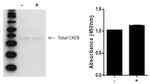 Multispecies CREB (Total) InstantOne™ ELISA Kit