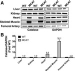 GAPDH Loading Control Antibody in Western Blot (WB)