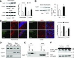 OxPhos Complex IV subunit IV Antibody in Western Blot (WB)