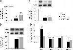 MTCO1 Antibody in Western Blot (WB)