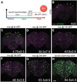 GFP Antibody in Immunohistochemistry (IHC)