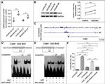GAPDH Antibody in Western Blot (WB)