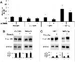 N-cadherin Antibody in Western Blot (WB)