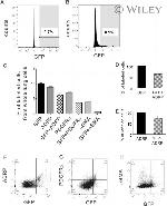 Alpha-Smooth Muscle Actin Antibody in Flow Cytometry (Flow)