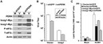 Phospho-EIF2S1 (Ser52) Antibody in Western Blot (WB)