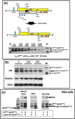 Phospho-EIF2S1 (Ser52) Antibody in Western Blot (WB)