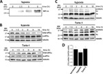 Phospho-EIF2S1 (Ser52) Antibody in Western Blot (WB)