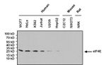 eIF4E Antibody in Western Blot (WB)