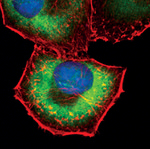eIF4H Polyclonal Antibody