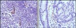 eNOS Antibody in Immunohistochemistry (Paraffin) (IHC (P))
