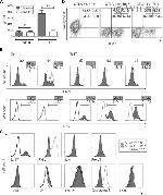 Granzyme B Antibody in Flow Cytometry (Flow)