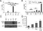 beta Actin Loading Control Antibody in Western Blot (WB)