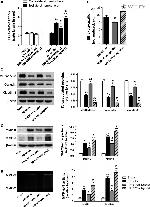 Claudin 5 Antibody in Western Blot (WB)