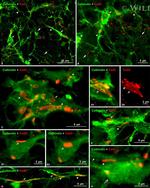 Connexin 43 Antibody in Immunohistochemistry (IHC)