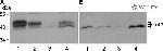 Connexin 43 Antibody in Western Blot (WB)