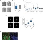 GFP Antibody in Immunohistochemistry (IHC)