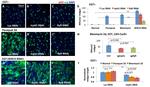 GFP Antibody in Immunohistochemistry (IHC)