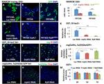 GFP Antibody in Immunohistochemistry (IHC)