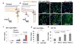 GFP Antibody in Immunohistochemistry (IHC)