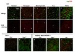 GFP Antibody in Immunohistochemistry (IHC)
