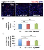GFP Antibody in Immunohistochemistry (IHC)