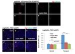 TagRFP Antibody in Immunohistochemistry (IHC)