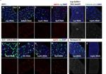 GFP Antibody in Immunohistochemistry (IHC)