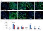 GFP Antibody in Immunohistochemistry (IHC)