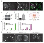 GFP Antibody in Immunohistochemistry (IHC)