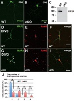 KIF2A Antibody in Western Blot (WB)