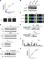 PGK1 Antibody in Western Blot (WB)