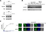 PGK1 Antibody in Western Blot (WB)