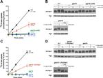 PGK1 Antibody in Western Blot (WB)