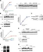 PGK1 Antibody in Western Blot (WB)
