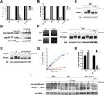 PGK1 Antibody in Western Blot (WB)