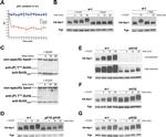 PGK1 Antibody in Western Blot (WB)