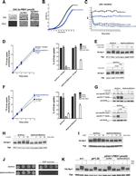 PGK1 Antibody in Western Blot (WB)