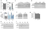 PRDX3 Antibody in Western Blot (WB)
