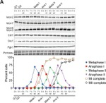 PGK1 Antibody in Western Blot (WB)