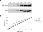 PGK1 Antibody in Western Blot (WB)