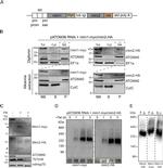 c-Myc Antibody in Western Blot (WB)