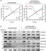 c-Myc Antibody in Western Blot (WB)