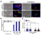 Toxoplasma gondii Antibody in Immunocytochemistry (ICC/IF)