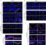 GREM1 Antibody in Immunohistochemistry (IHC)